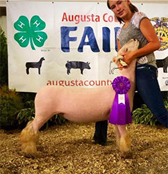 Dominion Livestock Winners
