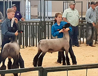 Dominion Livestock Winners